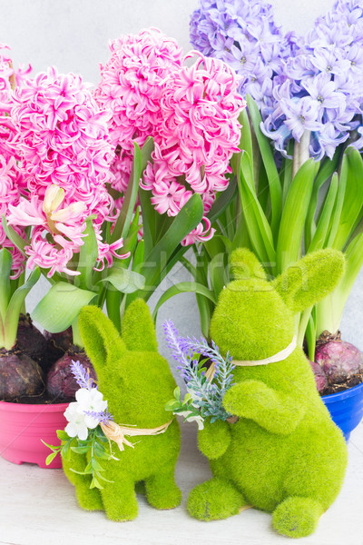 Gardening concept with hyacinth fresh flowers Stock photo © neirfy