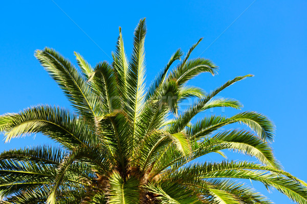 Palmas in blue sky Stock photo © neirfy