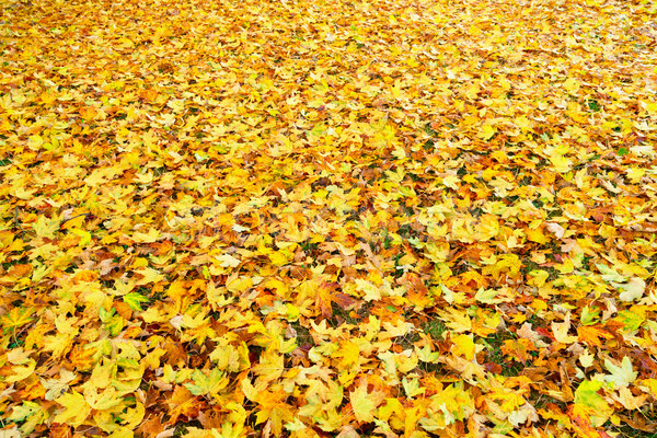 Maple tree fall leaves background Stock photo © neirfy