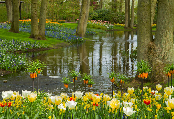 Stock photo: spring garden Keukenhof, Netherlands