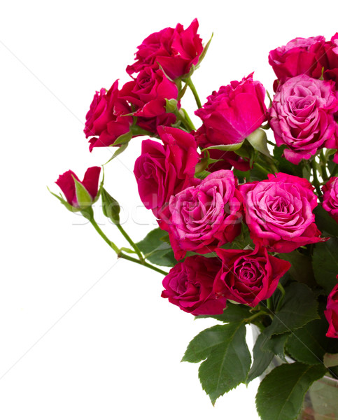bunch of  fresh mauve roses Stock photo © neirfy