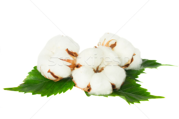 Trois coton usine feuilles vertes isolé blanche Photo stock © neirfy