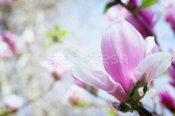 Magnolie floare copac flori Imagine de stoc © neirfy