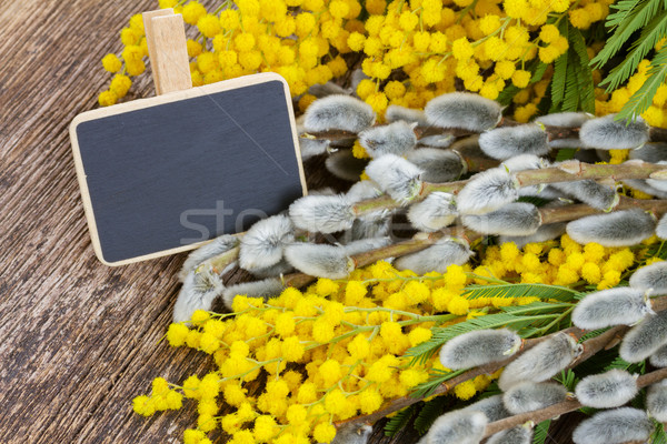 Stock photo: French mimosa with catkins