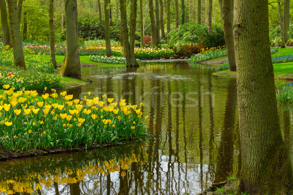 spring garden Keukenhof, Netherlands Stock photo © neirfy