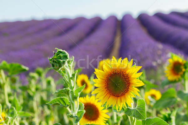 Stockfoto: Zonnebloem · lavendel · veld · zonnebloemen · lavendel · bloemen