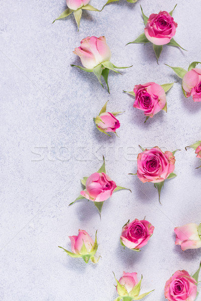 Pink and white rose flowers Stock photo © neirfy