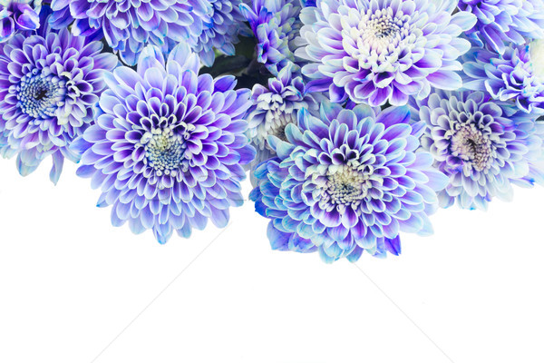 Blau Chrysantheme Blumen frischen Grenze isoliert Stock foto © neirfy