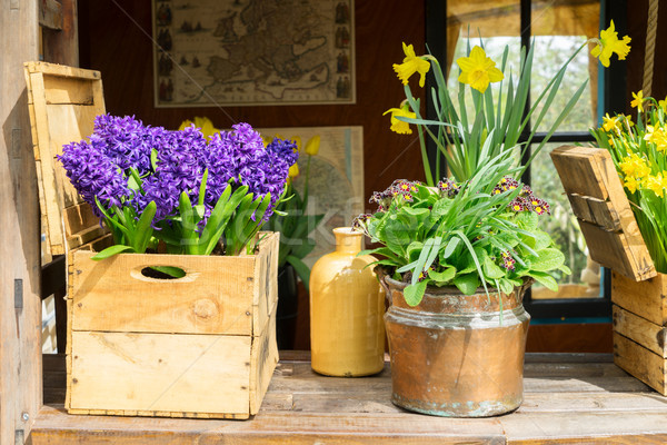 Lentebloemen landschap voorjaar Blauw groeiend hyacint Stockfoto © neirfy