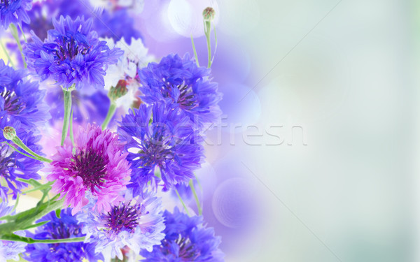 Blue cornflowers banner Stock photo © neirfy