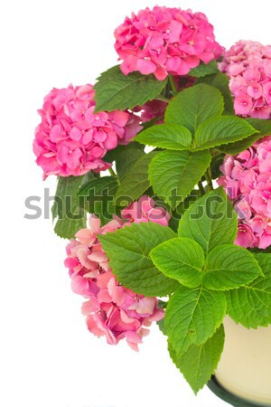 wild roses Stock photo © neirfy