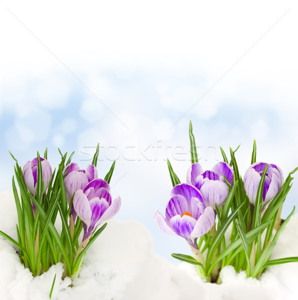 Foto stock: Primavera · flores · creciente · nieve · bokeh · Pascua