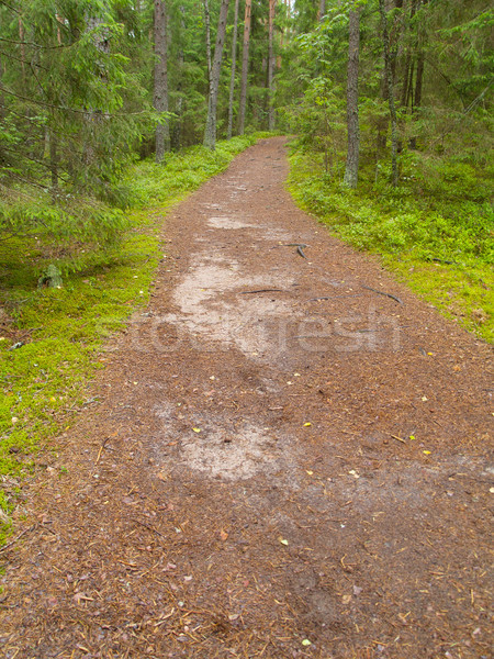 path in forest Stock photo © neirfy