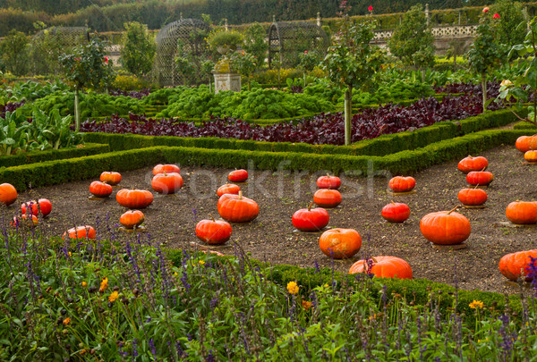 french vegetable garden Stock photo © neirfy