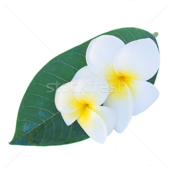 frangipani flowers Stock photo © neirfy