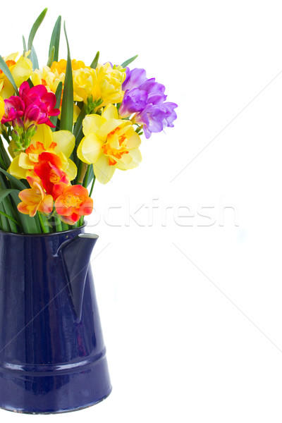Imagine de stoc: Narcisă · galbenă · flori · albastru · galben · oală