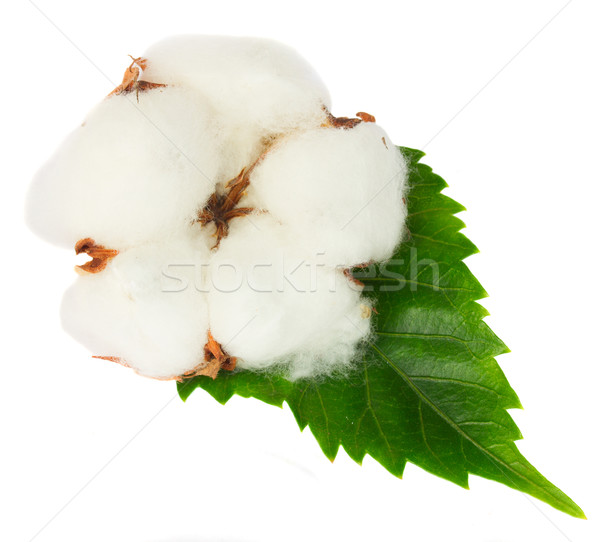 Stock photo: Cotton plant bud