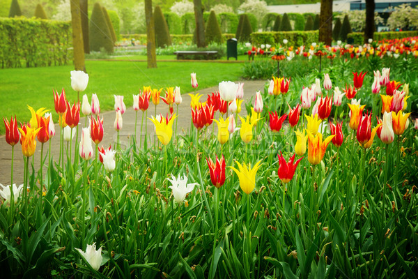 Foto stock: Holanda · colorido · primavera · césped · flores · holandés