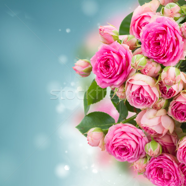 Foto stock: Frontera · frescos · rosa · rosas · azul