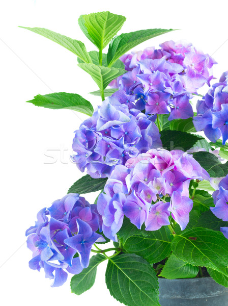 blue and violet hortensia flowers Stock photo © neirfy