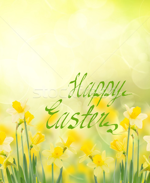 Stock photo: spring growing daffodils in garden