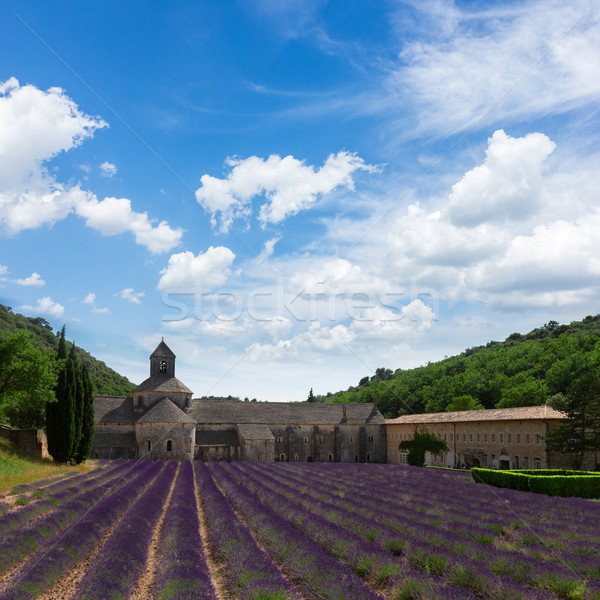 Abadia campo de lavanda mundo famoso verão Foto stock © neirfy