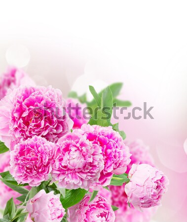 Stockfoto: Vers · bloemen · gekleurd · roze · vaas · geïsoleerd