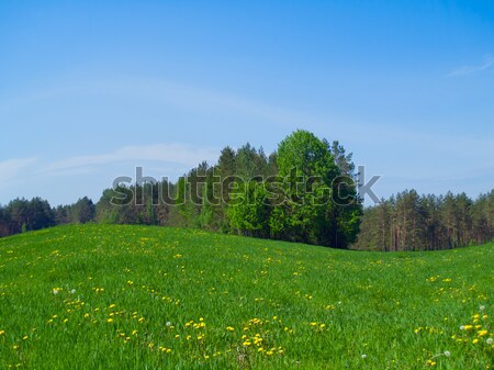 Nyár legelő friss mező hosszú zöld fű Stock fotó © neirfy