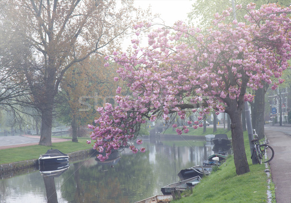 運河 旧市街 早朝 春 オランダ 花 ストックフォト © neirfy