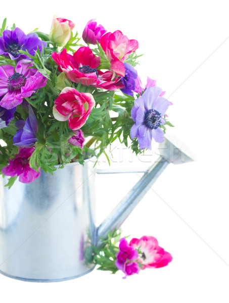 Stock fotó: Köteg · virágok · locsolókanna · közelkép · izolált · fehér