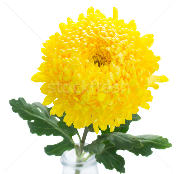 yellow mum flowers Stock photo © neirfy