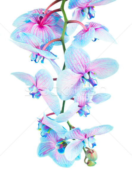 stem of blue orchids Stock photo © neirfy