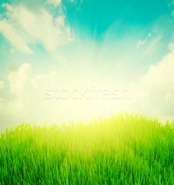 rising sun and green grass under blue sky Stock photo © neirfy