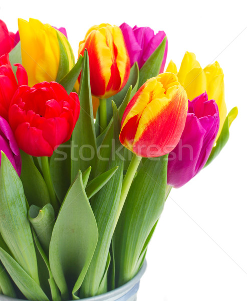 bouquet of  yellow, purple and red  tulips Stock photo © neirfy