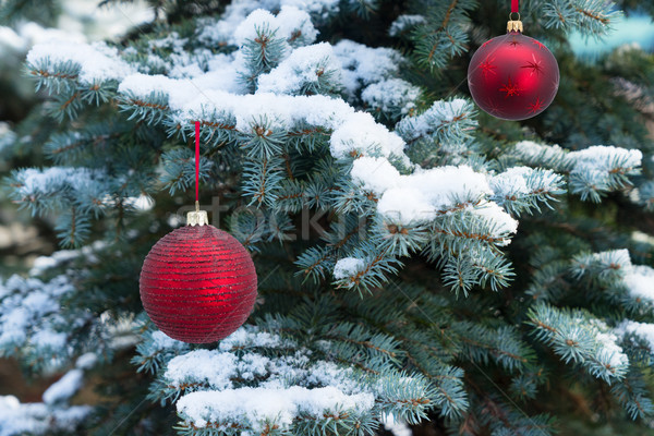 Winter with spruice tree Stock photo © neirfy