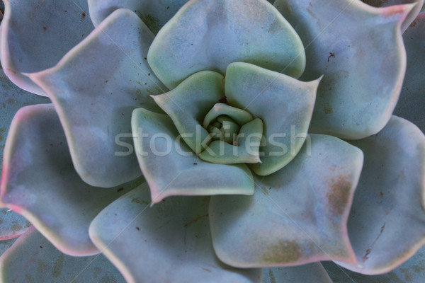肉質 白 一 綠色 植物 孤立 商業照片 © neirfy