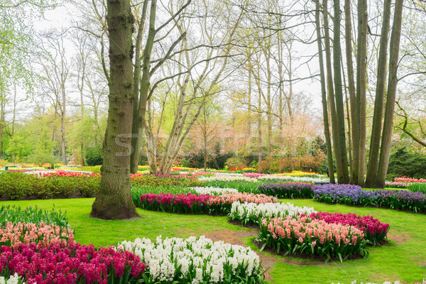 Formal spring garden Stock photo © neirfy