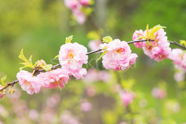 Cherry tree blossom Stock photo © neirfy