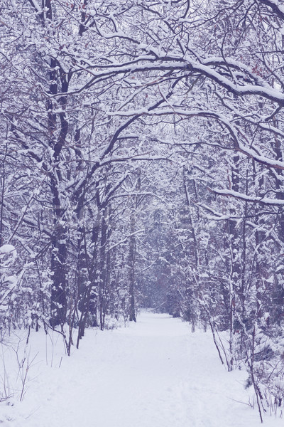 Cale iarnă pădure gol alb lumina Imagine de stoc © neirfy