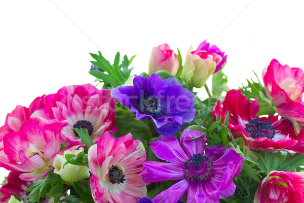border of anemone flowers  Stock photo © neirfy