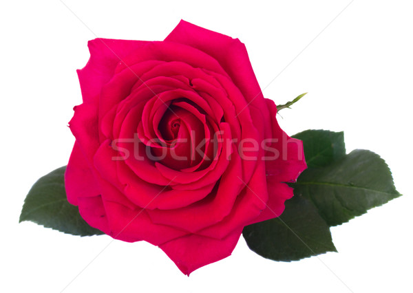 one dark pink roses Stock photo © neirfy