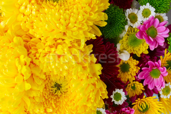 Zdjęcia stock: Mum · kwiaty · żółty · różowy