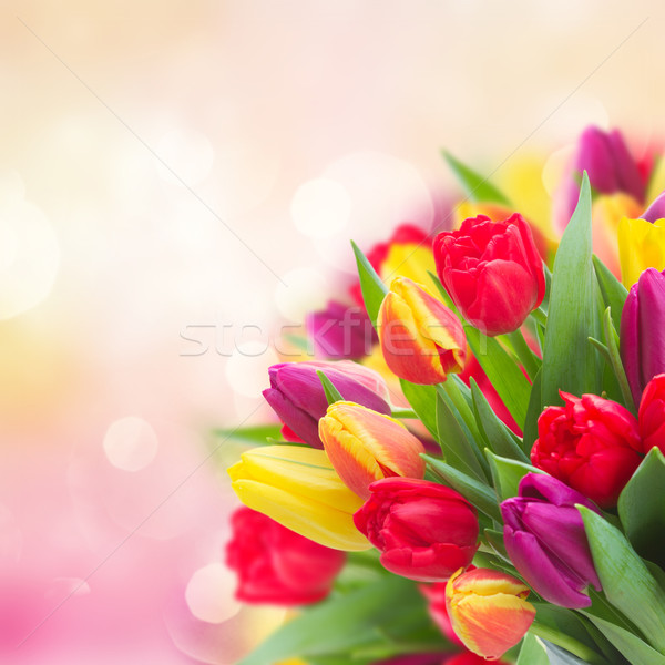 花束 黃色 紫色 紅色 鬱金香 商業照片 © neirfy