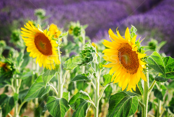 Sunflower and Lavender field Stock photo © neirfy