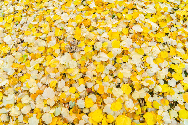 Alder tree fall leaves background Stock photo © neirfy