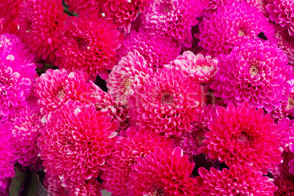 Blau Chrysantheme Blumen magenta rosa frischen Stock foto © neirfy