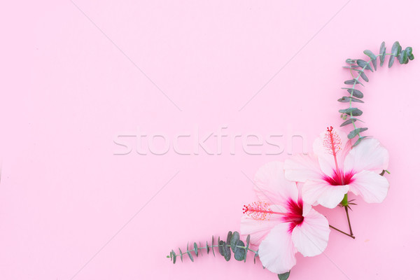 Wellness Hibiscus floare flori roz spatiu copie Imagine de stoc © neirfy