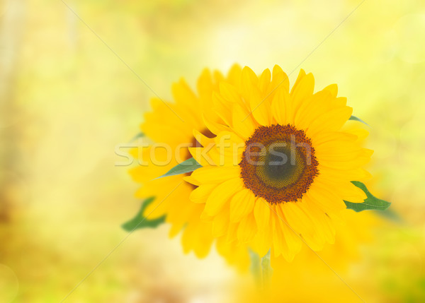 Field of sunflowers Stock photo © neirfy