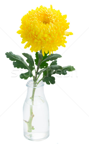 yellow mum flowers Stock photo © neirfy