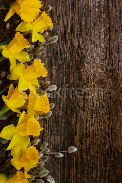 Stock photo: spring narcissus with catkins